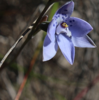 Thelymitra juncifolia (Dotted Sun Orchid) at Gundaroo, NSW - 7 Nov 2016 by MaartjeSevenster