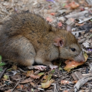 Rattus norvegicus at Mawson, ACT - 3 Apr 2017 11:08 AM