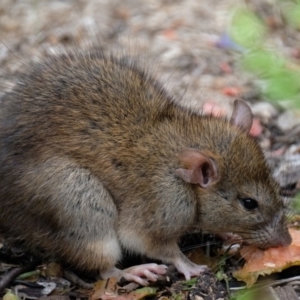 Rattus norvegicus at Mawson, ACT - 3 Apr 2017