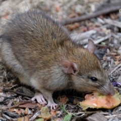 Rattus norvegicus at Mawson, ACT - 3 Apr 2017