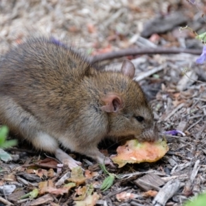 Rattus norvegicus at Mawson, ACT - 3 Apr 2017 11:08 AM