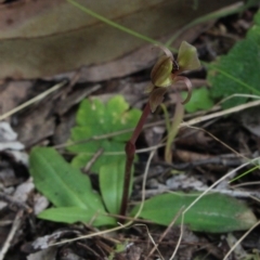 Chiloglottis trapeziformis (Diamond Ant Orchid) at Gundaroo, NSW - 12 Oct 2016 by MaartjeSevenster
