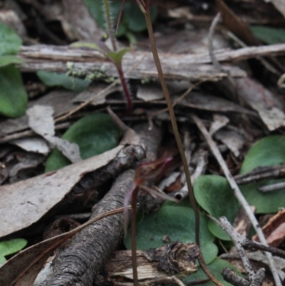 Cyrtostylis reniformis (Common Gnat Orchid) at MTR591 at Gundaroo - 26 Sep 2016 by MaartjeSevenster