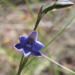 Thelymitra juncifolia (Dotted Sun Orchid) at MTR591 at Gundaroo - 4 Nov 2016 by MaartjeSevenster