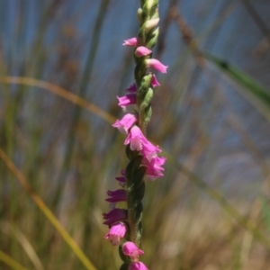 Spiranthes australis at Gundaroo, NSW - suppressed