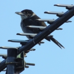 Cracticus torquatus (Grey Butcherbird) at Bonython, ACT - 8 Sep 2016 by michaelb