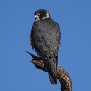 Falco longipennis at Garran, ACT - 31 Mar 2017