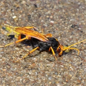 Cryptocheilus bicolor at Kambah Pool - 19 Feb 2017