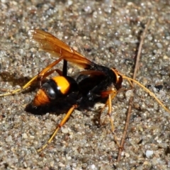 Cryptocheilus bicolor at Kambah Pool - 19 Feb 2017