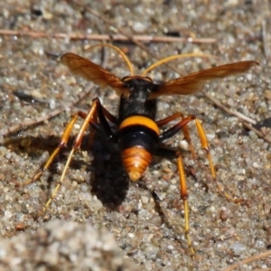 Cryptocheilus bicolor at Kambah Pool - 19 Feb 2017