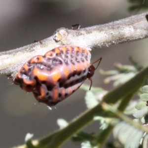 Icerya acaciae at Kambah Pool - 19 Feb 2017 11:38 AM