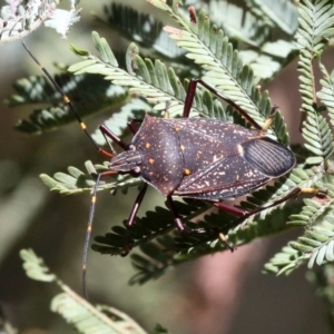 Poecilometis patruelis at Kambah Pool - 19 Feb 2017 11:40 AM