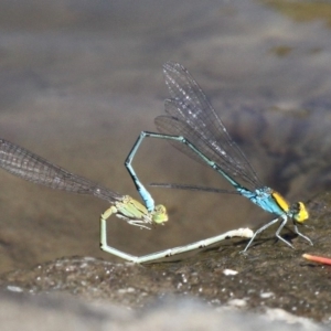 Pseudagrion aureofrons at Kambah Pool - 19 Feb 2017