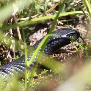 Pseudechis porphyriacus at Kambah, ACT - 19 Feb 2017 12:03 PM