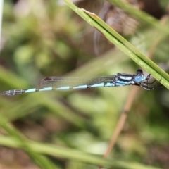 Austrolestes annulosus (Blue Ringtail) at Bullen Range - 19 Feb 2017 by HarveyPerkins