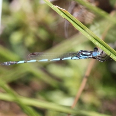 Austrolestes annulosus (Blue Ringtail) at Kambah, ACT - 19 Feb 2017 by HarveyPerkins