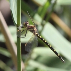 Synthemis eustalacta (Swamp Tigertail) at Kambah, ACT - 19 Feb 2017 by HarveyPerkins