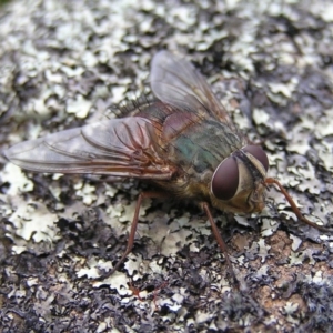 Rutilia micropalpis at Kambah, ACT - 4 Apr 2017 11:04 AM