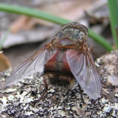 Rutilia micropalpis at Kambah, ACT - 4 Apr 2017 11:04 AM