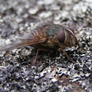 Rutilia micropalpis at Kambah, ACT - 4 Apr 2017 11:04 AM