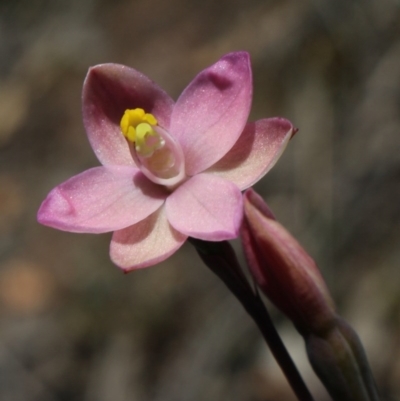 Thelymitra carnea (Tiny Sun Orchid) at MTR591 at Gundaroo - 6 Nov 2016 by MaartjeSevenster