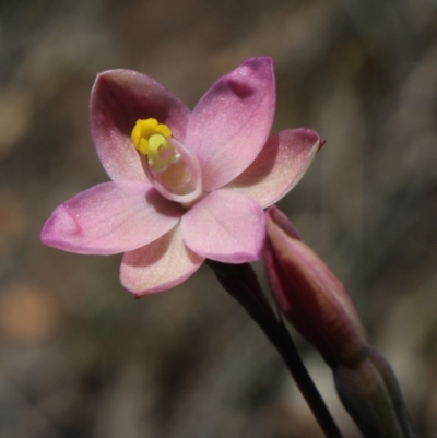 Thelymitra carnea (Tiny Sun Orchid) at Gundaroo, NSW - 7 Nov 2016 by MaartjeSevenster