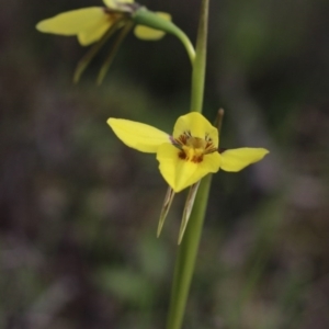 Diuris chryseopsis at Gundaroo, NSW - suppressed