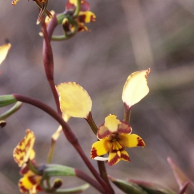 Diuris pardina (Leopard Doubletail) at Gundaroo, NSW - 28 Sep 2014 by MaartjeSevenster