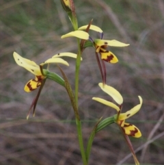 Diuris sulphurea (Tiger Orchid) at Gundaroo, NSW - 23 Oct 2014 by MaartjeSevenster