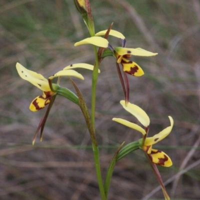 Diuris sulphurea (Tiger Orchid) at Gundaroo, NSW - 24 Oct 2014 by MaartjeSevenster
