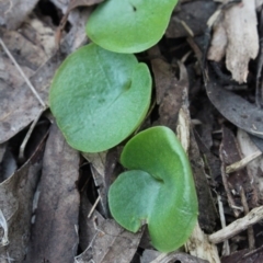 Corysanthes sp. (A Helmet Orchid) at MTR591 at Gundaroo - 28 Sep 2015 by MaartjeSevenster