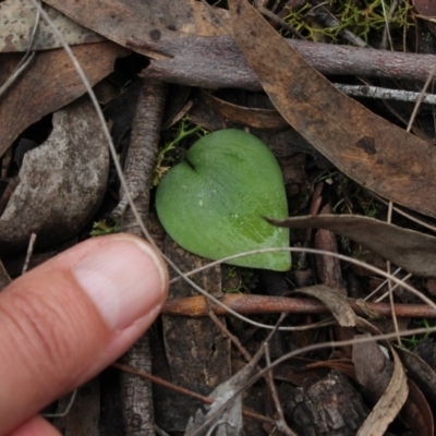 Eriochilus cucullatus (Parson's Bands) at MTR591 at Gundaroo - 4 Oct 2016 by MaartjeSevenster