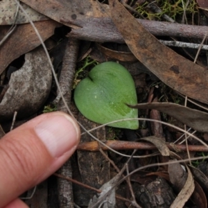 Eriochilus cucullatus at Gundaroo, NSW - 4 Oct 2016