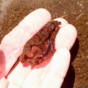 Aplysia sydneyensis at Broulee, NSW - 2 Dec 2016 09:39 AM