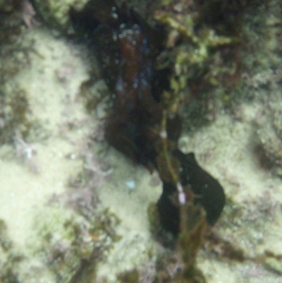Unverified at North Narooma, NSW - 4 Jan 2011 by Jennyncmg