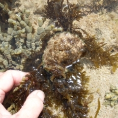 Dolabrifera brazieri (sea hare) at Broulee Moruya Nature Observation Area - 12 Oct 2008 by Jennyncmg