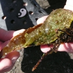 Dolabrifera brazieri (sea hare) at Broulee Moruya Nature Observation Area - 19 Oct 2008 by Jennyncmg