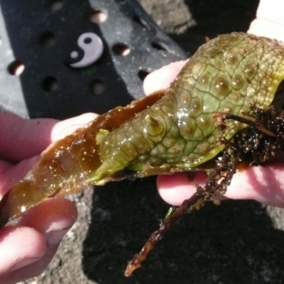 Dolabrifera brazieri (sea hare) at Broulee, NSW - 19 Oct 2008 by Jennyncmg