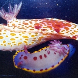 Hypselodoris bennetti at Broulee, NSW - 6 May 2016