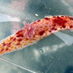 Ceratosoma amoenum (Clown Nudibranch) at Broulee Moruya Nature Observation Area - 18 Jan 2008 by Jennyncmg