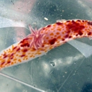 Ceratosoma amoenum at Broulee, NSW - 19 Jan 2008