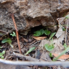 Corysanthes hispida (Bristly Helmet Orchid) at Aranda, ACT - 4 Apr 2017 by CathB