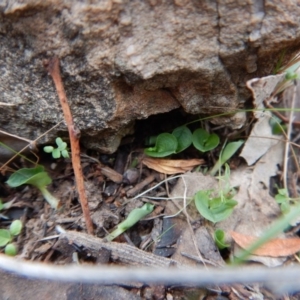 Corysanthes hispida at Aranda, ACT - suppressed