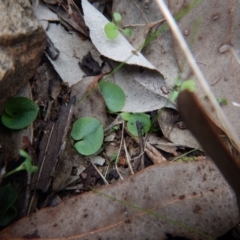 Corysanthes hispida at Aranda, ACT - suppressed