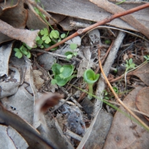 Corysanthes hispida at Aranda, ACT - suppressed