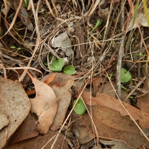 Corysanthes hispida at Point 4081 - suppressed