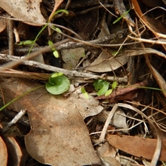 Corysanthes hispida at Point 4081 - suppressed