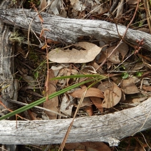 Corysanthes hispida at Point 4081 - suppressed