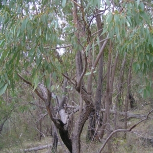 Eucalyptus dives at Mount Taylor - 4 Apr 2017