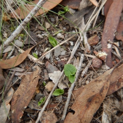 Pterostylis nutans (Nodding Greenhood) at Aranda Bushland - 4 Apr 2017 by CathB